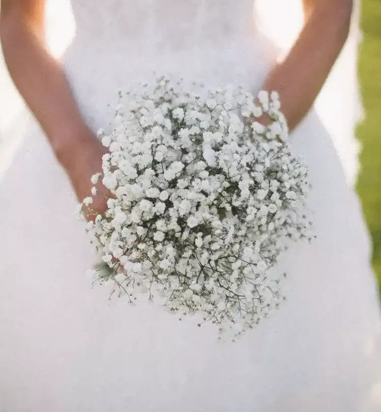 گل عروس یا ژیپسوفیلا