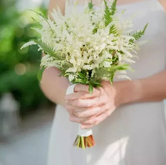 گل خاص عروس  Astilbe